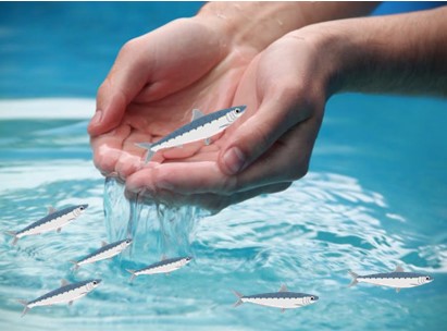 Webinar “Ricerca e Innovazione per un’acquacoltura sostenibile”