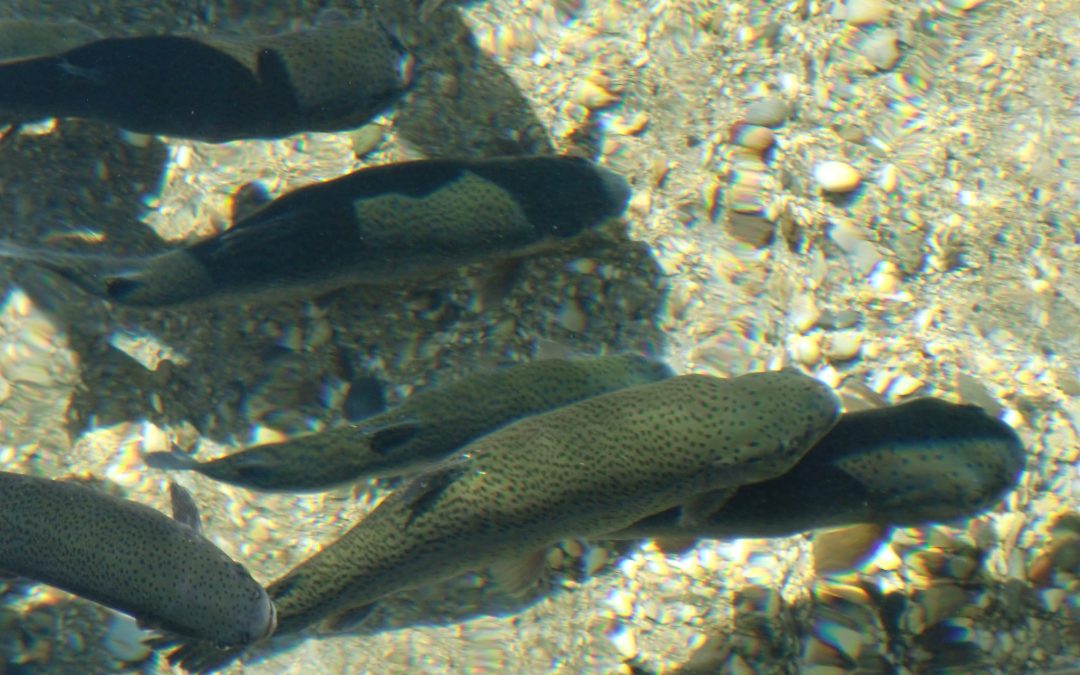 Sessione SIBS su Biologia degli animali acquatici