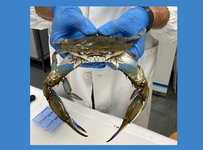 EVENTO: Granchio blu e il sistema pesca-acquacoltura: impatto e scenari futuri