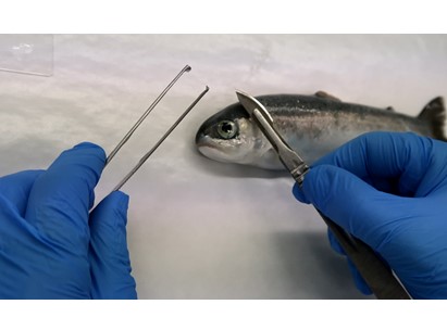 Corsi di formazione pratica obbligatoria per gli operatori che effettuano sperimentazione animale (D.M. 21 agosto 2021)